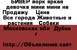 БИВЕР йорк яркая девочка мини мини на Продажу! › Цена ­ 45 000 - Все города Животные и растения » Собаки   . Московская обл.,Дубна г.